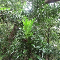 Dracaena angustifolia at Cape Tribulation, QLD - 15 Feb 2023 12:36 PM