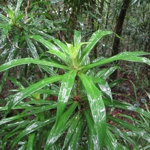 Dracaena angustifolia at Cape Tribulation, QLD - 15 Feb 2023 12:36 PM