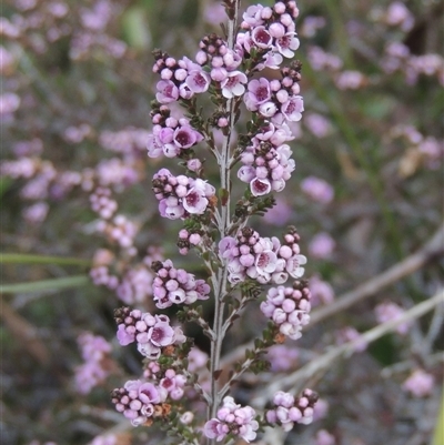 Unverified Other Shrub at Capital Hill, ACT - 24 Jul 2024 by MichaelBedingfield