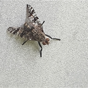 Unverified True fly (Diptera) by MazzV