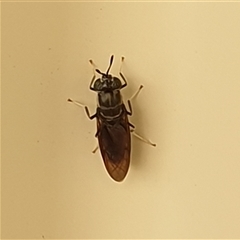 Unverified True fly (Diptera) at Copmanhurst, NSW - 25 Dec 2024 by MazzV