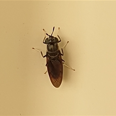 Unverified True fly (Diptera) at Copmanhurst, NSW - 25 Dec 2024 by MazzV