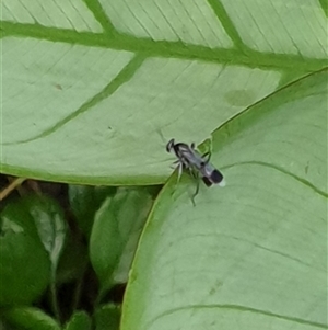 Unverified True fly (Diptera) by MazzV