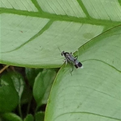Unverified True fly (Diptera) by MazzV
