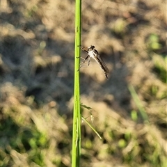 Unverified March or Horse fly (Tabanidae) by MazzV