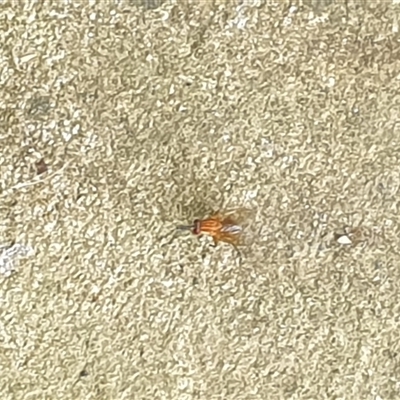 Unverified True fly (Diptera) by MazzV