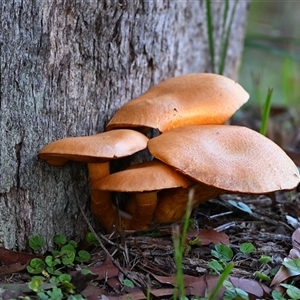 Gymnopilus junonius at Thirlmere, NSW - 31 May 2025 by Freebird