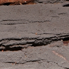 Hypoxylon sp. at Paddys River, ACT - 8 May 2025 by TimL
