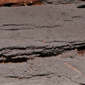 Hypoxylon sp. at Paddys River, ACT - 8 May 2025 by TimL
