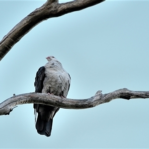Columba leucomela (White-headed Pigeon) at Thirlmere, NSW - 31 May 2025 by Freebird