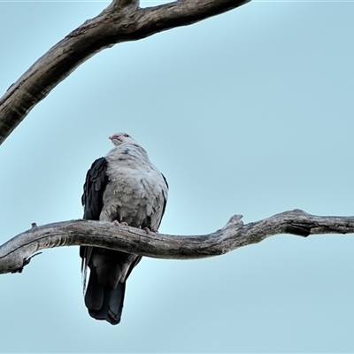 Columba leucomela (White-headed Pigeon) at Thirlmere, NSW - 31 May 2025 by Freebird