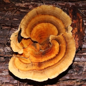 Trametes sp. at Paddys River, ACT - 28 May 2025 by TimL