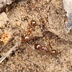 Aphaenogaster sp. (Funnel Ant) at Kingsdale, NSW - 2 Jun 2025 by trevorpreston