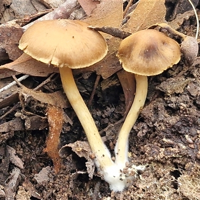 Unverified Cap on a stem; gills below cap [mushrooms or mushroom-like] at Kingsdale, NSW - 2 Jun 2025 by trevorpreston