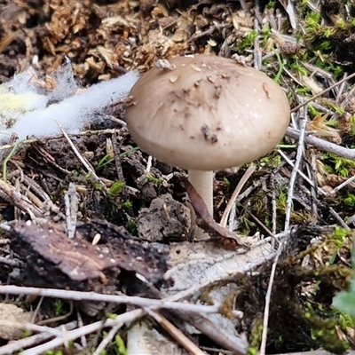 Oudemansiella gigaspora group (Rooting Shank) at Kingsdale, NSW - 2 Jun 2025 by trevorpreston