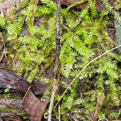 Triquetrella at Kingsdale, NSW - 2 Jun 2025 by trevorpreston