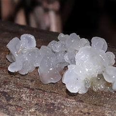 Tremella fuciformis (Snow Fungus) at Paddys River, ACT - 28 May 2025 by TimL
