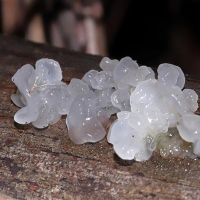 Tremella fuciformis (Snow Fungus) at Paddys River, ACT - 28 May 2025 by TimL