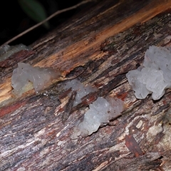 Tremella fuciformis at Paddys River, ACT - 28 May 2025 12:46 PM