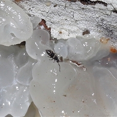 Entomobryomorpha (order) (Entomobryomorph springtail) at Paddys River, ACT - 28 May 2025 by TimL