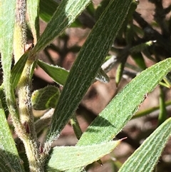 Acacia lanigera var. lanigera (Woolly Wattle, Hairy Wattle) at Crowther, NSW - 2 Jun 2025 by Frecko