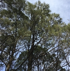 Callitris endlicheri (Black Cypress Pine) at Crowther, NSW - 2 Jun 2025 by Frecko