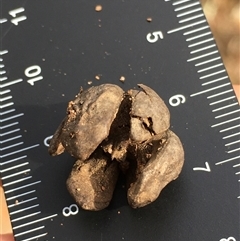 Callitris endlicheri at Crowther, NSW - 2 Jun 2025 11:43 AM