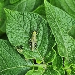 Unverified Grasshopper (several families) by MazzV