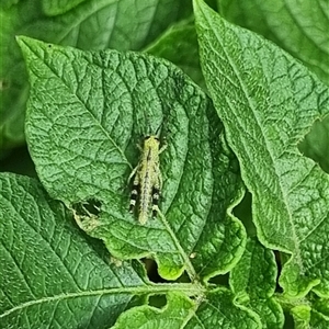 Unverified Grasshopper (several families) by MazzV