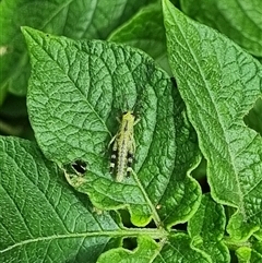 Valanga irregularis at Copmanhurst, NSW - suppressed