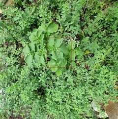 Valanga irregularis at Copmanhurst, NSW - suppressed