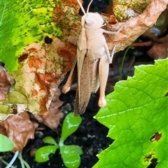 Unverified Grasshopper (several families) by MazzV