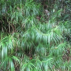Freycinetia excelsa (slender climbing pandanus) at Cape Tribulation, QLD - 15 Feb 2023 by JasonPStewartNMsnc2016