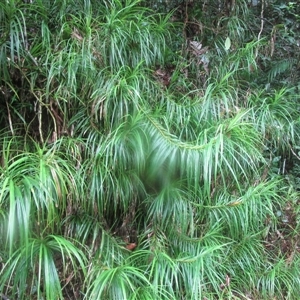 Freycinetia excelsa at Cape Tribulation, QLD - 15 Feb 2023 by JasonPStewartNMsnc2016