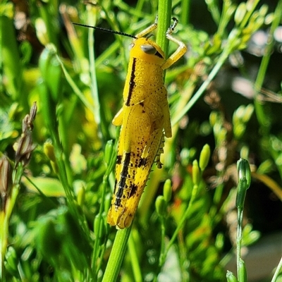 Unverified Grasshopper (several families) by MazzV