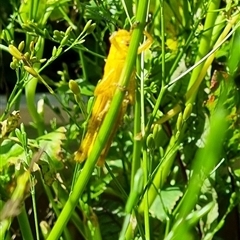 Valanga irregularis at Copmanhurst, NSW - suppressed