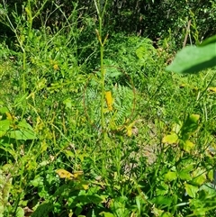 Valanga irregularis at Copmanhurst, NSW - suppressed