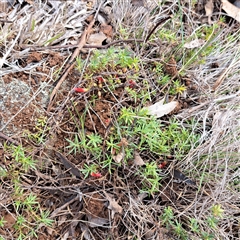Styphelia humifusum (Cranberry Heath) at Watson, ACT - 2 Jun 2025 by abread111