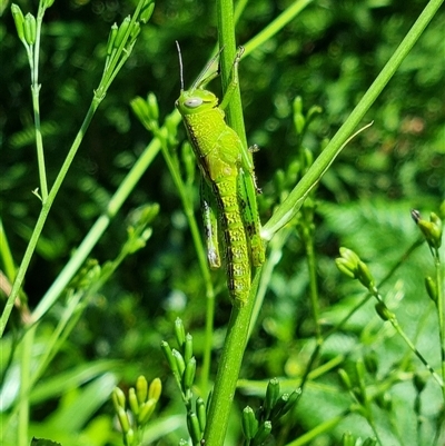 Unverified Grasshopper (several families) by MazzV