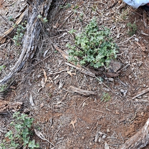 Marrubium vulgare (Horehound) at Watson, ACT - Today by abread111