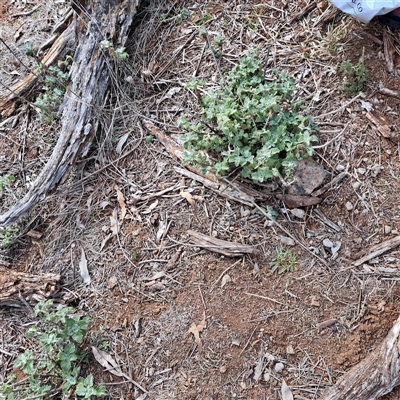 Marrubium vulgare (Horehound) at Watson, ACT - 2 Jun 2025 by abread111