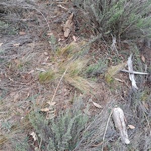 Nassella trichotoma (Serrated Tussock) at Watson, ACT - Today by abread111
