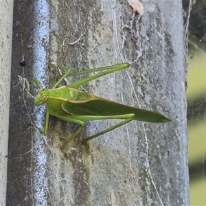 Unverified Katydid (Tettigoniidae) by MazzV