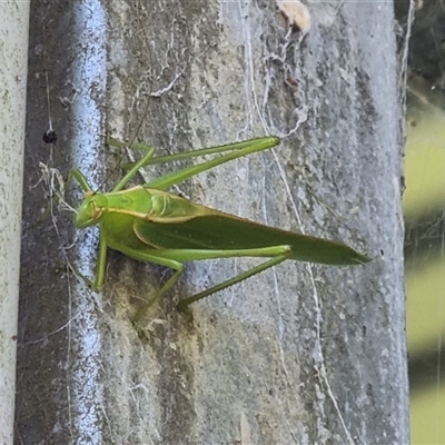 Unverified Katydid (Tettigoniidae) by MazzV