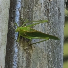Phaneropterinae (subfamily) at Copmanhurst, NSW - suppressed