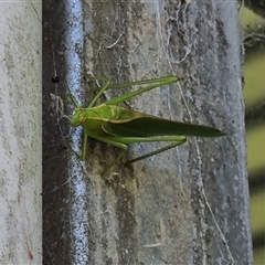 Phaneropterinae (subfamily) at Copmanhurst, NSW - suppressed