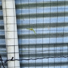 Phaneropterinae (subfamily) at Copmanhurst, NSW - suppressed