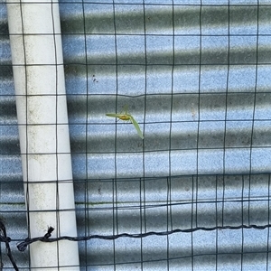 Phaneropterinae (subfamily) at Copmanhurst, NSW - suppressed