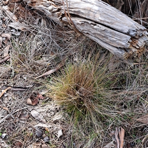 Nassella trichotoma (Serrated Tussock) at Watson, ACT - Today by abread111