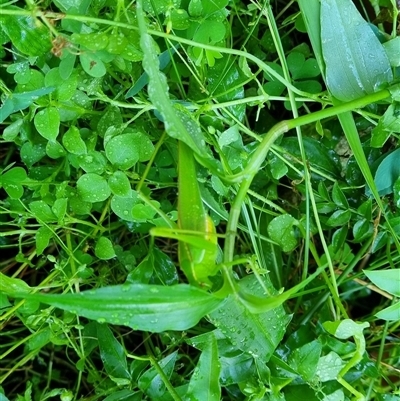 Unverified Katydid (Tettigoniidae) by MazzV